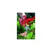 WOLF-Garten Vielzweck-Schere RA-X, 18cm, Gartenschere(rot, zerlegbar)