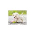 ZAPF Creation BABY born® My Lucky Dog, Kuscheltier